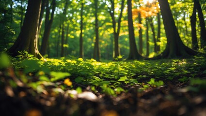 Poster - A view from ground level of a lush forest featuring tall trees during spring or early summer.