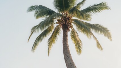 Aufkleber - Coconut palm tree variations, set against a white background.