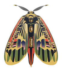 Wall Mural - png a moth illustration pattern insect.