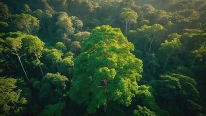 Poster - Bird's-eye view of a tree amidst a forest highlighting rainforest ecology and a flourishing environment, aerial perspective of a grove with lush greenery.