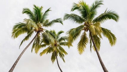 Aufkleber - Three coconut palm trees set against a plain white background.