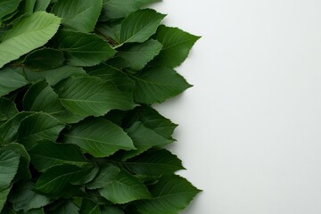 Leinwandbilder - A collection of vibrant Javanese treebine leaves is artistically displayed, highlighting intricate vein patterns against a clean white backdrop with ample copy space