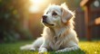 © AbstractAI - adorable charming youthful light-colored long-haired mixed-breed dog in a garden setting, looking sorrowful while awaiting its owner for a walk, close-up portrait with a blurred background