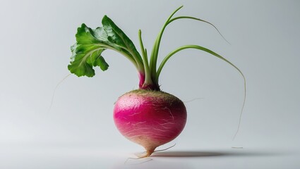 Poster - Radish on a white background with clipping path included