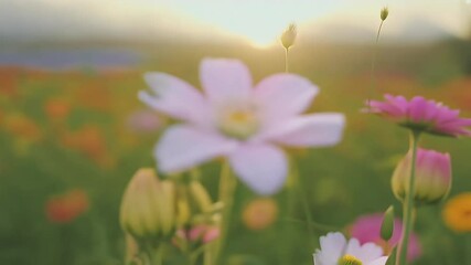 Wall Mural - Dreamy Close Up Video Flower Field Soft Focused Blossoms Perfect Travel Nature Themed Visual Storytelling HD