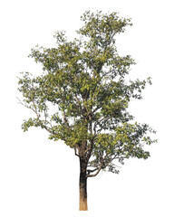 Poster - Single tree isolated on transparent background with clipping path and alpha channel