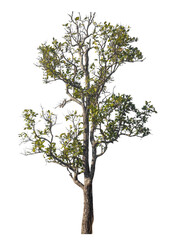 Poster - Single tree isolated on transparent background with clipping path and alpha channel