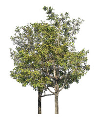 Fototapete - Trees isolated on transparent background with clipping path and alpha channel