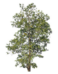 Fototapete - Single tree isolated on transparent background with clipping path and alpha channel