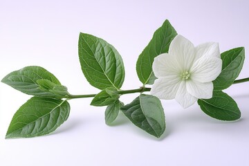 Poster - A single white flower with green leaves sitting on a clean white background