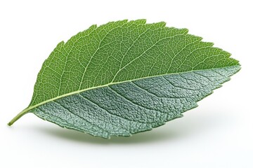 Poster - A single leaf photographed from above, lying on a white surface
