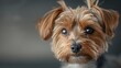 © cloud7days - A close-up photorealistic image of a Yorkshire Terrier's face.