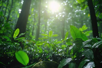 Poster - Lush green forest floor after rain, sunlight filtering through canopy.