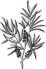 Tea Tree Line Art