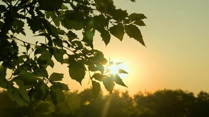 Wall Mural - real time video lush green leaves tree branch softly illuminated warm golden glow setting sun