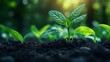 © NhV - a vibrant green sprouts emerge from fertile soil symbolizing growth and renewal the blurred background highlights the focus on fresh organic life embodying nature s resilience and potential