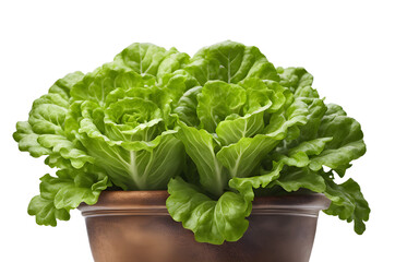 Poster - A fresh green lettuce plant in a garden pot, isolated on a empty plain background