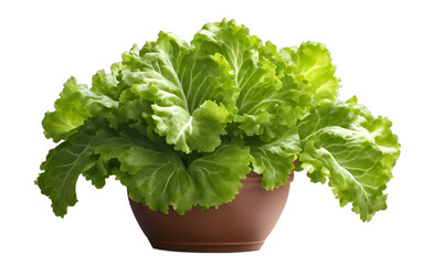 Poster - A fresh green lettuce plant in a garden pot, isolated on a empty plain background