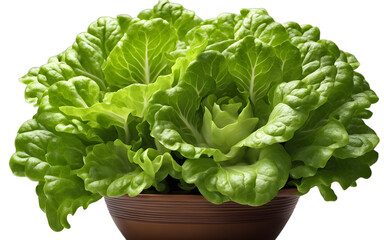 Poster - A fresh green lettuce plant in a garden pot, isolated on a empty plain background
