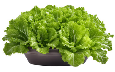 Poster - A fresh green lettuce plant in a garden pot, isolated on a empty plain background