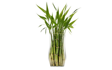 Poster - A green bamboo shoot growing in a glass vase, isolated on a empty plain background