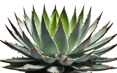Poster - A large green spiky agave plant in a ceramic pot, isolated on a empty plain background