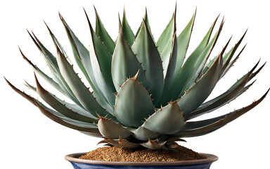 Poster - A large green spiky agave plant in a ceramic pot, isolated on a empty plain background
