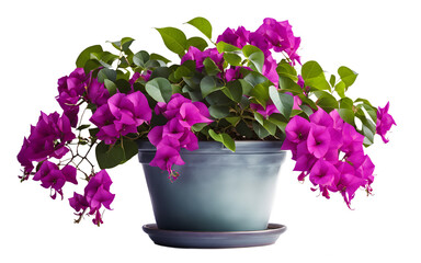 Poster - A potted bougainvillea plant with bright purple flowers, isolated on a empty plain background