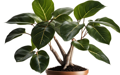 Poster - A potted ficus plant with large, glossy leaves, isolated on a empty plain background