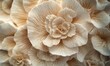 © Valentyna - Close-up of intricate beige flower petals arranged in radial symmetry, illuminated by soft gradient light emphasizing delicate details .
