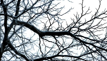Intricate bare branches, stark white backdrop, winter feel, stock photo, isolated