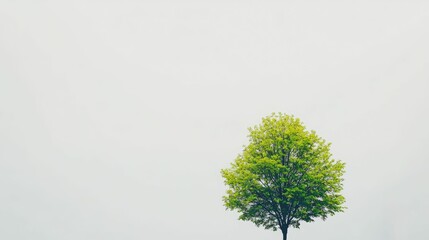 green tree with sparse autumn leaves in a park, natural tones, soft daylight,