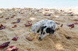 © Natalya - A spotted dog takes a peaceful nap on cool sand under shady palm trees on a tropical island. Fallen leaves and a blurred sea create a serene backdrop.