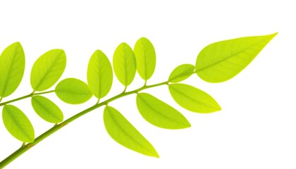 Wall Mural - Single vibrant green plant, isolated on pure white,  closeup,  single