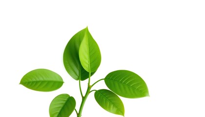 Wall Mural - Single vibrant green plant, isolated on pure white background, flora, botanical
