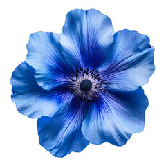 blue flower isolated on transparent background cutout