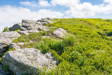 Wall Mural - wonderful carpathian mountain landscape in summer. travel destination. rocks and stones on the grass