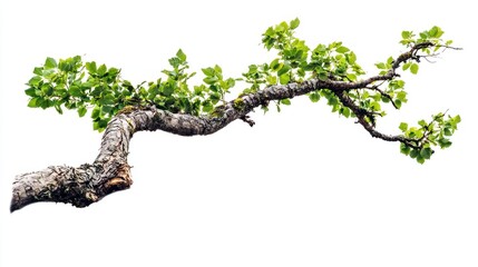 Isolated tree branch with green leaves on white background.
