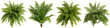 © Analogue - Lush Green Ferns in Various Arrangements for Natural Indoor and Outdoor Decor Ideas and Projects