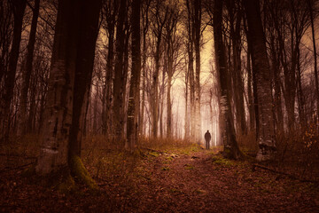Wall Mural - mysterious halloween forest landscape with man walking on path