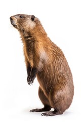 Wall Mural - wildlife animal mammal rodent.