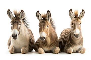 Wall Mural - animal mammal donkey horse.