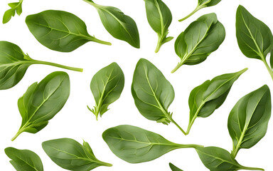 Poster - A fresh bunch of arugula leaves with a peppery flavor, isolated on a empty plain background