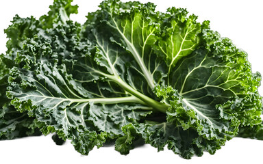 Poster - A fresh bunch of kale leaves, isolated on a empty plain background