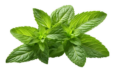 Aufkleber - A fresh bunch of mint leaves with a strong green color, isolated on a empty plain background