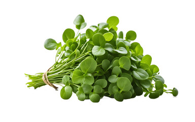 Poster - A fresh bunch of watercress with bright green leaves, isolated on a empty plain background