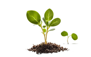 Poster - A single cress with tiny, tender leaves, isolated on a empty plain background