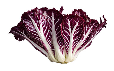 Poster - A single radicchio head with burgundy and white leaves, isolated on a empty plain background