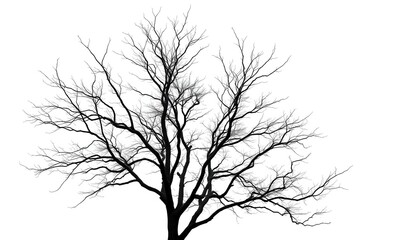 Wall Mural - Lone deciduous tree, stark branches against bright white, illustration, image