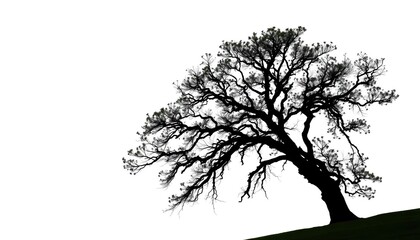  Single, majestic tree silhouetted against a pure white backdrop, summer, plant
